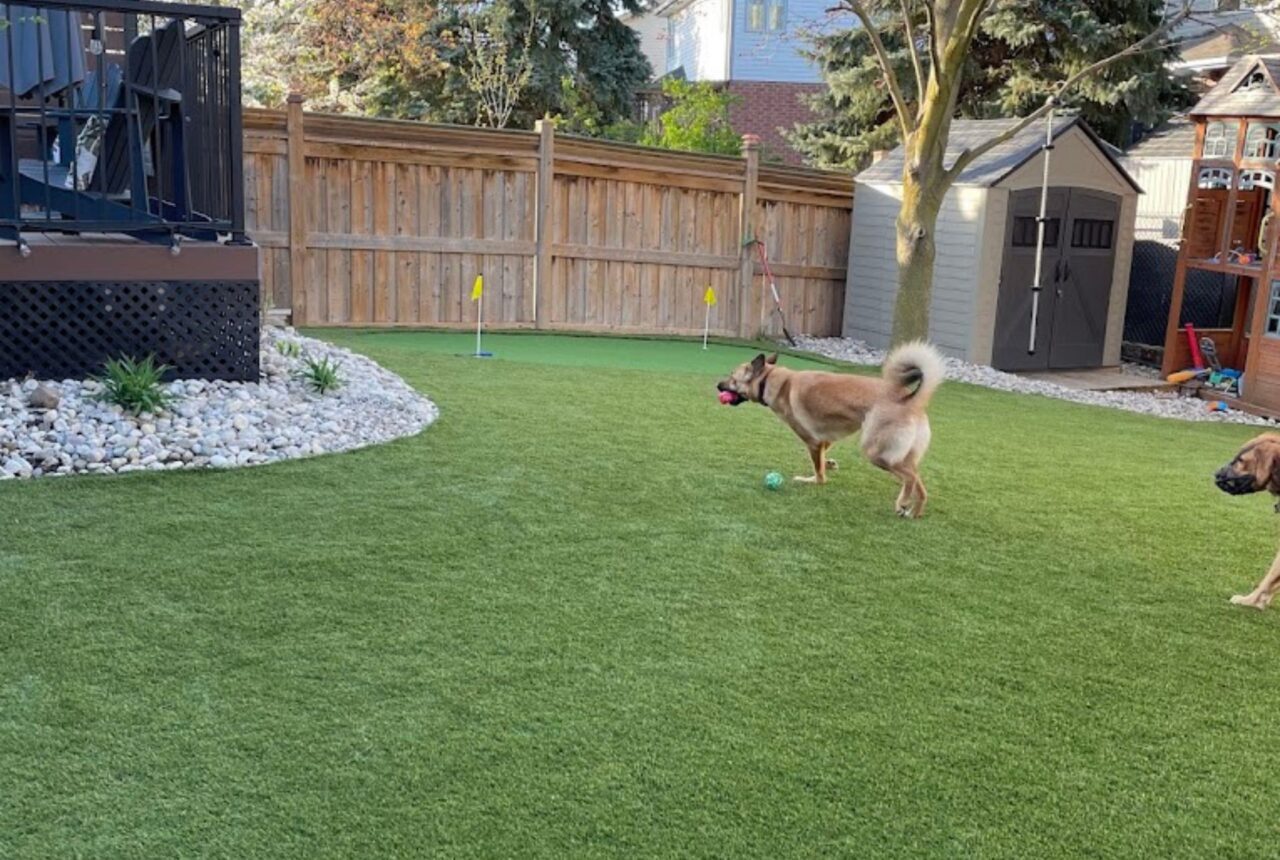 Artificial grass lawn installed in Pickering backyard