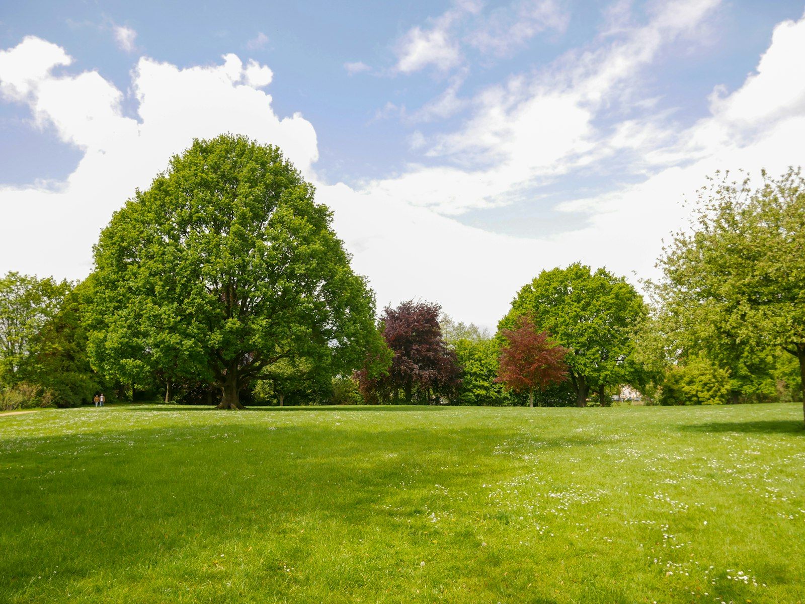 Lush green lawn in Pickering