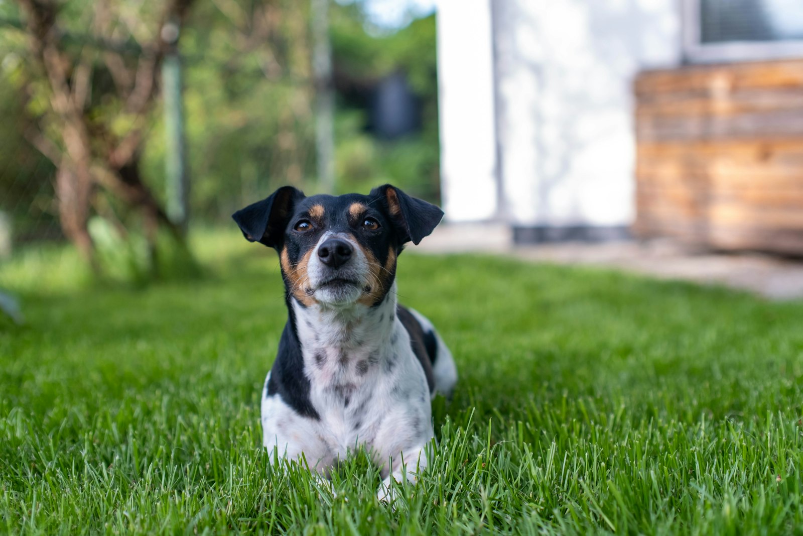 Dog relaxing on a grassy backyard in Pickering